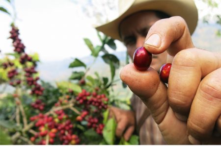 ICO July: Global coffee prices drifted downwards during July